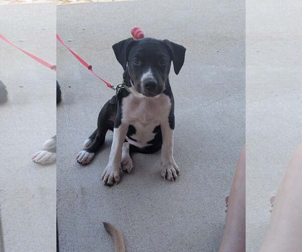 Medium Photo #2 Staffordshire Bull Terrier-Unknown Mix Puppy For Sale in Holly Springs, NC, USA