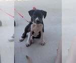 Small #1 Staffordshire Bull Terrier Mix