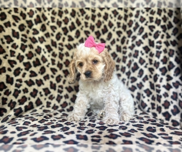 Medium Photo #6 Cocker Spaniel Puppy For Sale in LAKELAND, FL, USA
