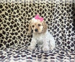 Small #5 Cocker Spaniel