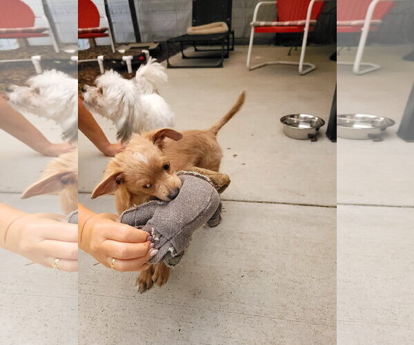 Medium Photo #4 Chihuahua-Unknown Mix Puppy For Sale in Sequim, WA, USA