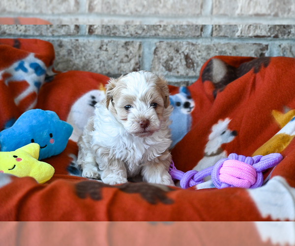 Medium Photo #5 Havapoo Puppy For Sale in GUTHRIE, KY, USA