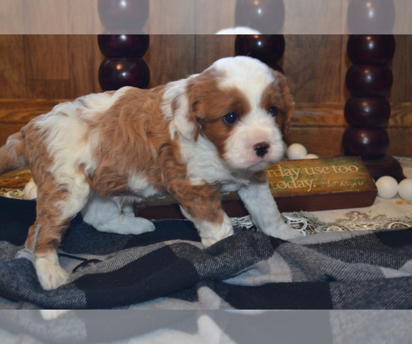 Medium Photo #15 Cavapoo (Miniature) Puppy For Sale in GREENWOOD, WI, USA