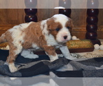 Small Photo #15 Cavapoo (Miniature) Puppy For Sale in GREENWOOD, WI, USA