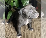 Small Photo #4 American Bully Puppy For Sale in PHILA, PA, USA