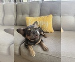 Small #2 French Bulldog