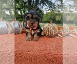 Small #2 Yorkshire Terrier