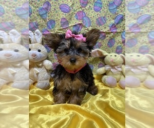 Yorkshire Terrier Puppy for sale in LANCASTER, MO, USA