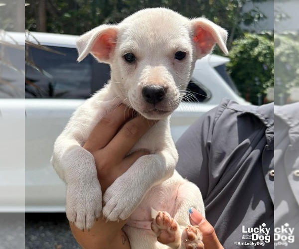 Medium Photo #2 Labrador Retriever-Unknown Mix Puppy For Sale in Washington, DC, USA