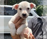Small #1 Labrador Retriever Mix