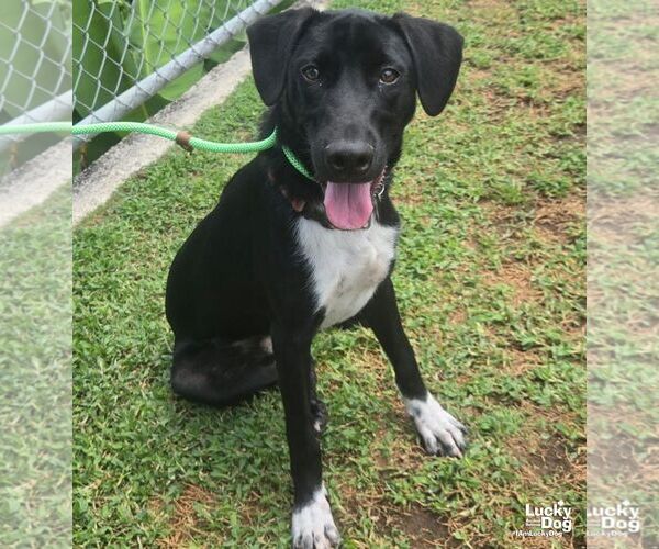 Medium Photo #3 Labrador Retriever-Retriever  Mix Puppy For Sale in Washington, DC, USA
