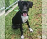 Small #2 Labrador Retriever-Retriever  Mix