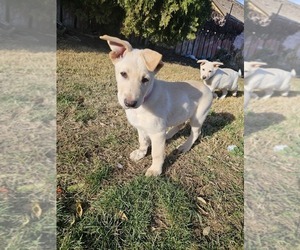 German Shepherd Dog-white german shepherd Mix Puppy for sale in KENN, WA, USA