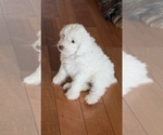 Puppy Little Bit Cocker Spaniel-Poodle (Miniature) Mix