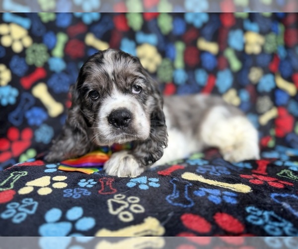 Medium Photo #5 Cocker Spaniel Puppy For Sale in LAKELAND, FL, USA