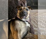 Small Photo #14 Mutt Puppy For Sale in Mount Laurel, NJ, USA