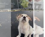 Small #1 Australian Shepherd Mix