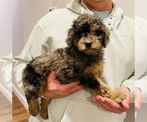 Goldendoodle (Miniature) Puppy for sale in ALTUS, OK, USA