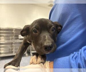 Mutt Dogs for adoption in Riverside, CA, USA