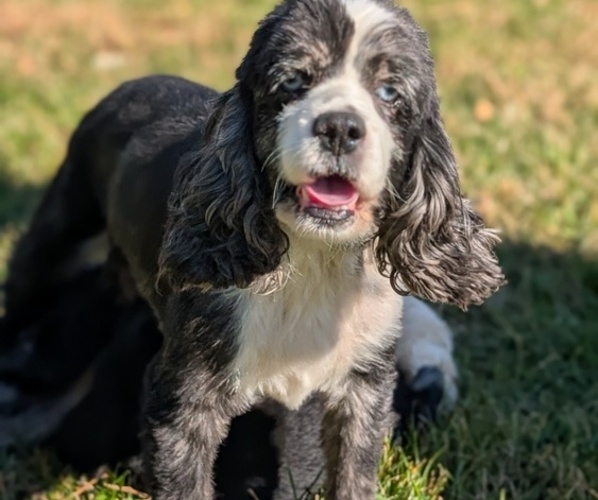 Medium Photo #1 Cocker Spaniel Puppy For Sale in GOSHEN, IN, USA
