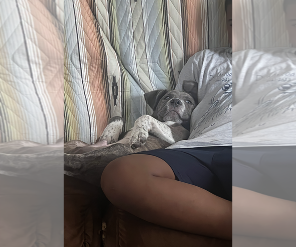 Medium Photo #18 Mutt Puppy For Sale in Holly Springs, NC, USA