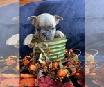 Puppy Reeses French Bulldog