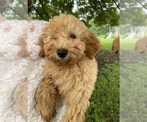 Medium Photo #16 Poodle (Miniature) Puppy For Sale in RUDD, IA, USA