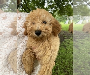 Medium Poodle (Miniature)