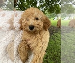 Puppy Beatrice Poodle (Miniature)