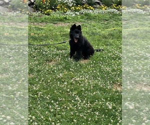 German Shepherd Dog Puppy for sale in IPSWICH, MA, USA