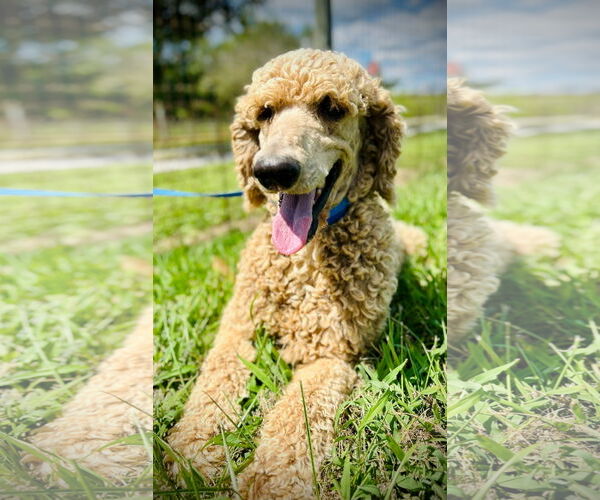 Medium Photo #3 Poodle (Standard)-Unknown Mix Puppy For Sale in Pacolet, SC, USA