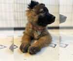 Small #21 German Shepherd Dog