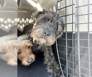 Mutt Dogs for adoption in Studio City, CA, USA