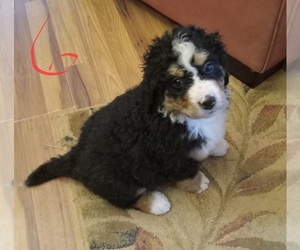Bernedoodle Puppy for sale in ELLIJAY, GA, USA