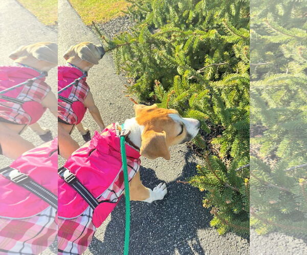 Medium Photo #11 Beagle-Unknown Mix Puppy For Sale in MECHANICSBURG, PA, USA