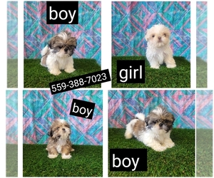 Shih Tzu Puppy for sale in FRESNO, CA, USA