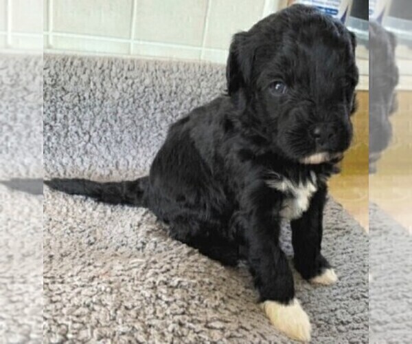 Medium Photo #2 Portuguese Water Dog Puppy For Sale in LAKEVIEW, MI, USA
