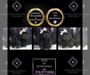 Poodle (Toy) Puppy for sale in WARSAW, IN, USA