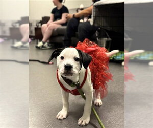 German Wirehaired Pointer Dogs for adoption in Sugar Land, TX, USA