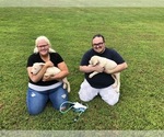 Small Photo #1 Dogo Argentino Puppy For Sale in MC DONOUGH, GA, USA
