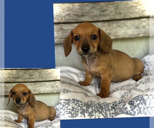 Medium Photo #1 Dachshund Puppy For Sale in JACKSONVILLE, FL, USA