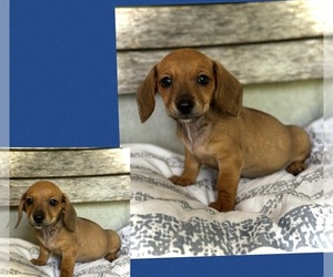 Dachshund Puppy for sale in JACKSONVILLE, FL, USA