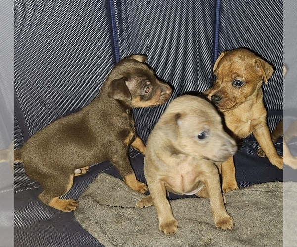 Medium Photo #1 Miniature Pinscher Puppy For Sale in MACON, GA, USA