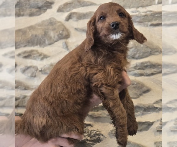 Medium Photo #1 Irish Doodle (Miniature) Puppy For Sale in NEW HOLLAND, PA, USA