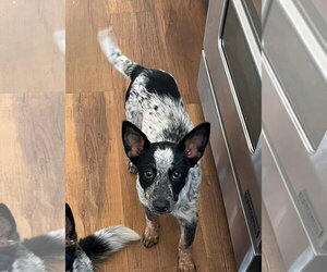 Mutt Dogs for adoption in Paso Robles, CA, USA