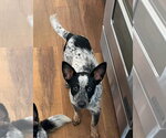 Small Mutt