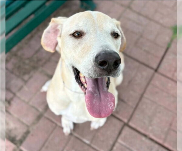 Medium Photo #4 Great Dane-Labrador Retriever Mix Puppy For Sale in Lakewood, CO, USA