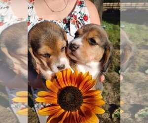 Beagle Puppy for Sale in COLVILLE, Washington USA