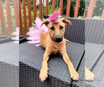 Small #9 Labrador Retriever Mix