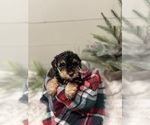 Puppy 6 Airedale Terrier-Poodle (Miniature) Mix